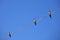 Three Speckled Piculet birds on a wire