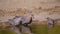 Three speckled pigeons drinking water