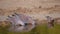 Three speckled pigeons drinking water