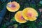 Three speckled yellow fly agaric mushrooms grow in the forest.