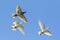 Three speed racing pigeon bird flying against clear blue sky