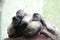 Three spider monkeys2