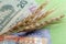 Three spikelets of wheat lie on the banknotes of the United States and Kazakhstan. Twenty five dollars and fifteen thousand tenge