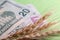 Three spikelets of wheat are on US banknotes. Twenty five dollars on a green background. The concept of the cost of grain, trade