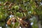 Three spikey capsules of Aesculus Hippocastanum, the horse chestnut with colorful foilage.