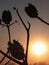 Three spiky half opened seed pod silhouettes of Jimsonweed plant, latin name Datura Stramonium, in evening setting sun.