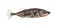 Three-spined stickleback, Gasterosteus aculeatus