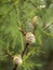 Three spiral shells of land snails are located along the branch of the plant. Background with snails