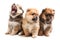 Three spitz puppies are on white background