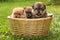 Three spitz puppies is in wicker basket