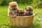 Three spitz puppies is in wicker basket
