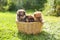 Three spitz puppies is in wicker basket