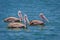 Three of Spot-billed pelican( Pelecanus philippensis)