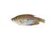 Three spot gouram,Freswater fish isolated on white background