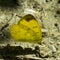 Three-spot Grass Yellow butterfly