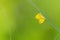 Three Spot Grass Yellow - Eurema blanda