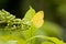 Three Spot Grass Yellow Eurema blanda snelleni butterfly