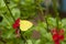Three Spot Grass Yellow Eurema blanda snelleni butterfly