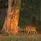 Three spotted deer at dawn in Nepal