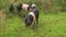 Three spotted pigs walking together