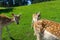 Three Spotted Spanish Fallow deer in field