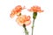 Three spray carnation flowers