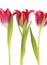Three spring flowers of red tulip on white background.