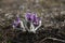 three spring Pasque flowers on the meadow