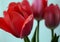 Three spring red tulips blossom