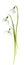 Three spring snowdrop flower stand on a stem isolated on white background, springtime