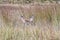 Three springboks, Antidorcas marsupialis, between tall grass at Uithoek