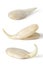 Three sprouted sunflower seed on a white background. Full depth of field
