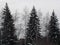 three spruces in siberia