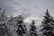 Three spruces in the winter sky