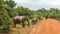 Three Sri Lankan elephants Elephas maximus maximus