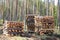 Three Stacks of Firewood in Forest