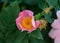 Three stages of the flower. Bud, flower, wilting.Flowers of rosehip growing in nature. Macro