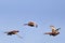 Three stages of pheasant flight