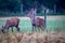 Three stags with velvety antlers grazing in a fenced field in Canterbury, New Zealand