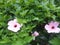 three stalks of pink hibiscus flowers that bloom beautifully amidst the fresh green leaves.