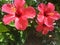 three stalks of red hibiscus flowers that bloom beautifully amidst the fresh green leaves.