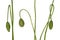 Three stalks of wild poppy with unopened buds. Full depth of field