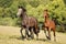 Three stallions breed for showjumping galloping on meadow on summer afternoon. Agricultural scene