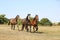 Three stallions breed for sport galloping on meadow on summer afternoon