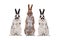Three standing rabbit isolated on a white