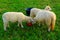 Three standing sheep licking salt