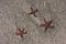 Three Starfish