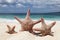 Three starfish on beach