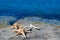 Three starfishes next to sea