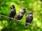 Three starlings find out the relationship